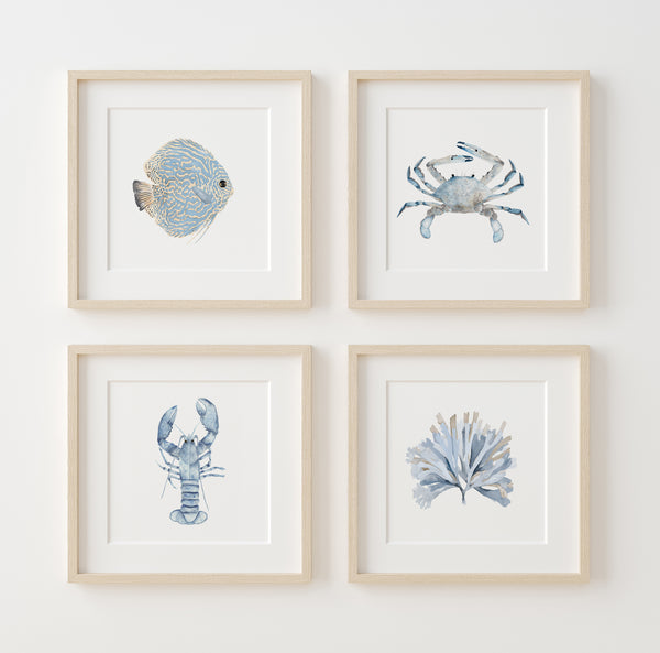 A set of four framed watercolor prints depicting coastal marine life. The prints feature minimalist designs of a discus fish, a crab, a lobster, and seaweed, all rendered in soft blues and grays.