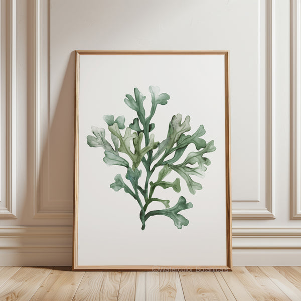 A framed watercolor painting showcases the intricate details of a single type of green seaweed, rendered in shades of green against a crisp white background.