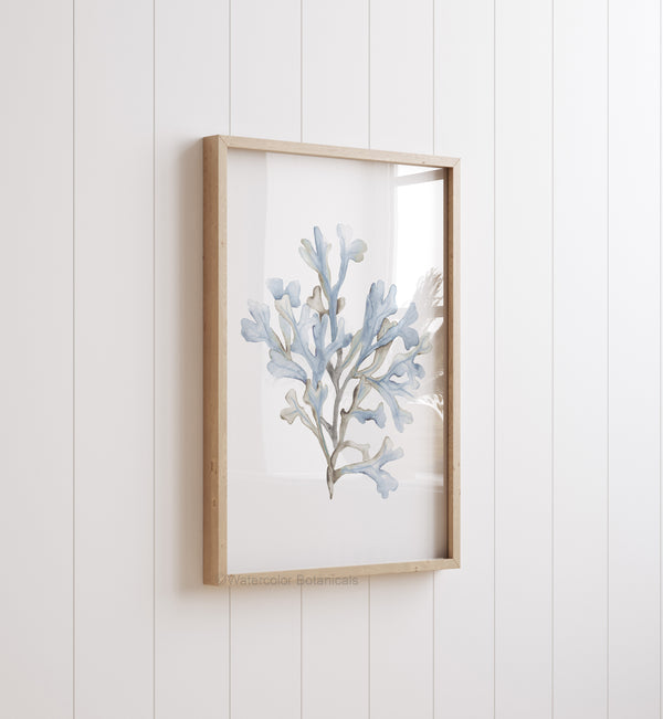 Single light blue coral print in a wooden frame on a white panelled wall