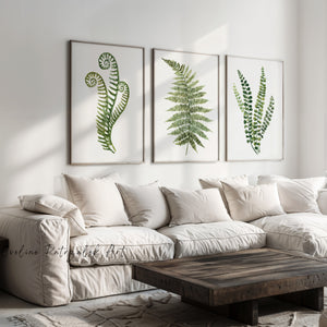 Green Fern Wall Art Set of 3 Botanical Prints for Modern Interiors and Living Room Decor