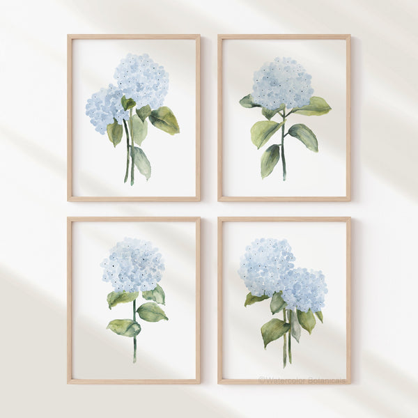 Four framed prints of blue hydrangea flowers on a white wall. 