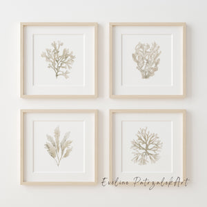 Neutral Coastal Botanicals – Minimalist Watercolor Wall Art Set of 4 | Beige Ocean-Inspired Prints