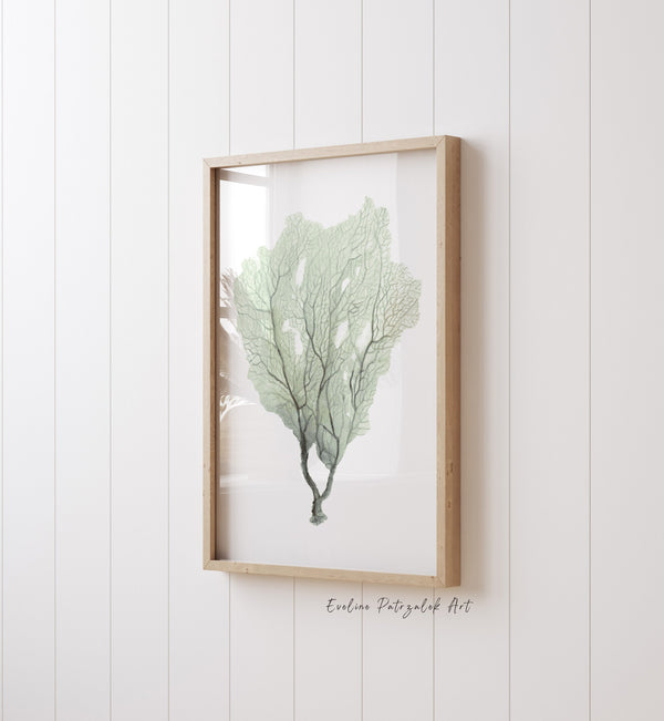 Close-up of the sage green sea fan print in an oak frame on a white panelled wall