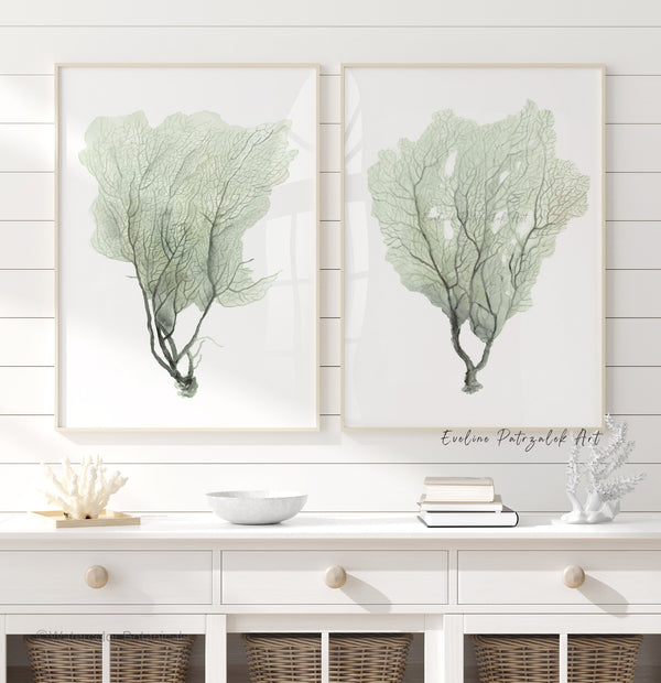 Sage green sea fan prints on a white shiplap wall above a white console with baskets