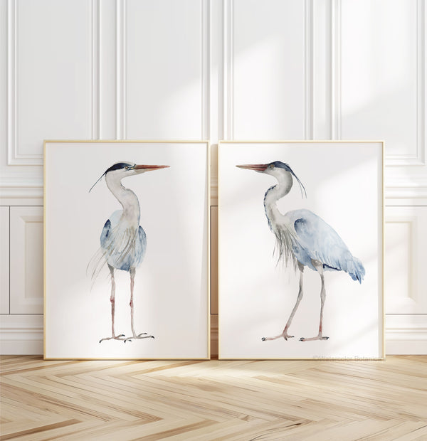 Watercolor paintings of minimalist large herons add a touch of nature to a room with a wood floor, ornate molding, and white walls.