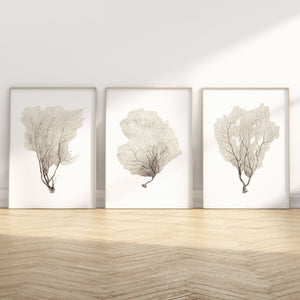 Set of 3 minimalist coral prints in neutral beige tones