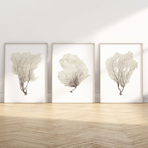 watercolor set of 3 prints showing brown seafans on white background stands on the floor