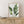 A watercolor painting of large green tropical banana leaves adds a touch of nature to a living room with a wooden dresser and a white wall.