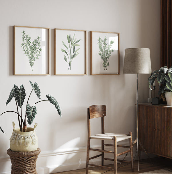 Three framed watercolor paintings showcase delicate depictions of Provencal herbs, including sage, rosemary, and thyme, in soft muted green tones, creating a calming and inviting atmosphere in a living room with a wooden chair and a potted plant.