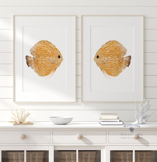 Set of 2 orange Mediterranean fish posters for modern homes