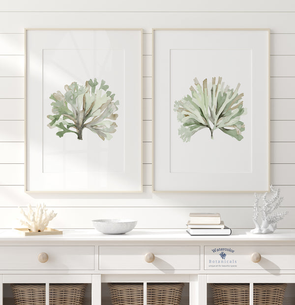 Sage green marine algae wall art set of 2